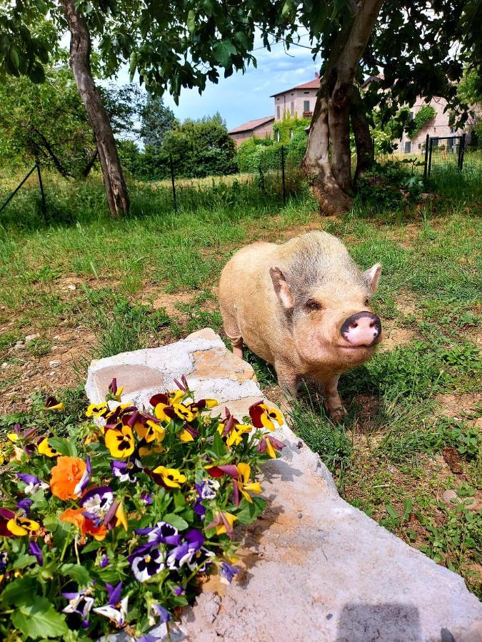 Agriturismo Azienda Agricola Ferrari M.Rita Pozza Buitenkant foto