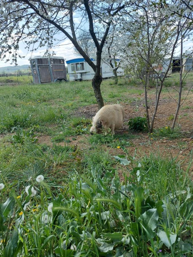 Agriturismo Azienda Agricola Ferrari M.Rita Pozza Buitenkant foto